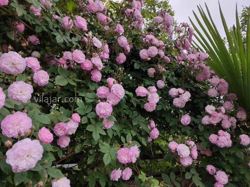 عکس شماره 760150 - ویلا باغ آرامش وشمه سرا ماسال - 