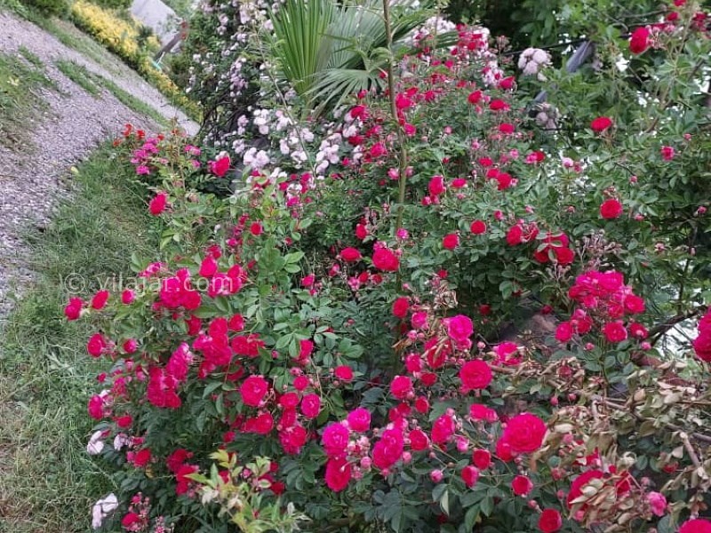 عکس شماره 760152 - ویلا باغ آرامش وشمه سرا ماسال - 