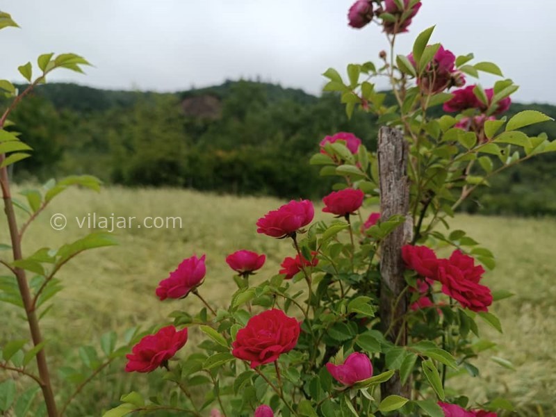 عکس شماره 761212 - اجاره ویلا جنگلی در ماسال شاندرمن - 