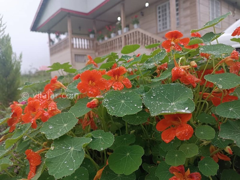 عکس شماره 761213 - اجاره ویلا جنگلی در ماسال شاندرمن - 