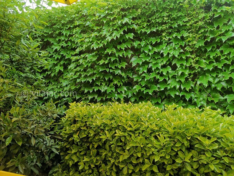 عکس شماره 761769 - اجاره ویلا چوبی نزدیک فومن - 