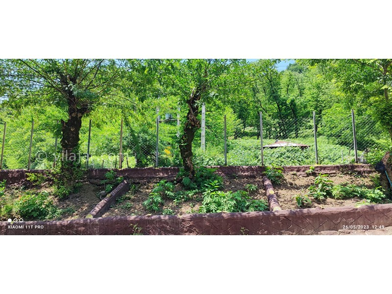 عکس شماره 762114 - اجاره ویلا در ماسال جنگلی - 