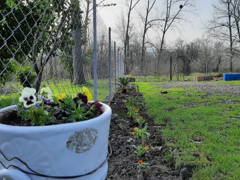 عکس شماره 763513 - اجاره ویلا جنگلی در شاندرمن گیلان - 