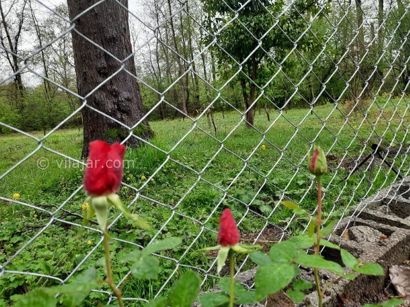 عکس شماره 763524 - اجاره ویلا جنگلی در شاندرمن گیلان - 