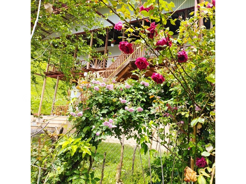 عکس شماره 764994 - اجاره ویلا جنگلی در فوشه - نمای اقامتگاه