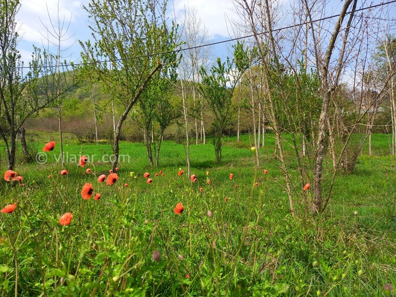 عکس شماره 765732 - اجاره کلبه چوبی جنگلی در شاندرمن -