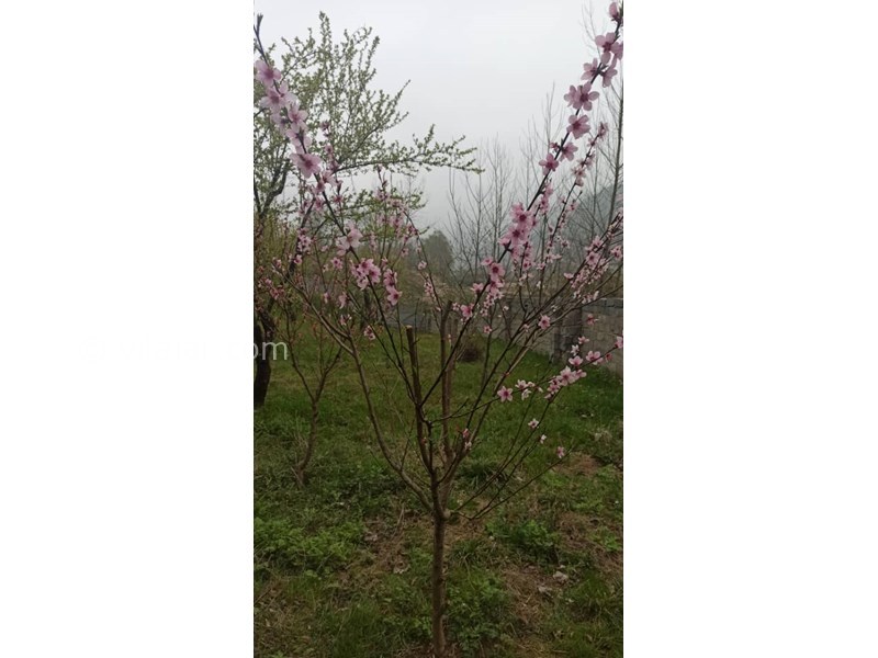 عکس شماره 766399 - اجاره ویلا جنگلی در سوادکوه زیراب - 