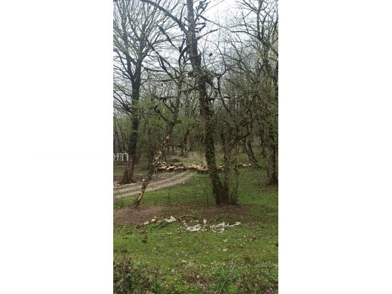 عکس شماره 766400 - اجاره ویلا جنگلی در سوادکوه زیراب - 