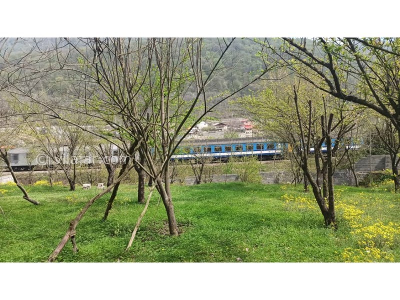 عکس شماره 766401 - اجاره ویلا جنگلی در سوادکوه زیراب - 