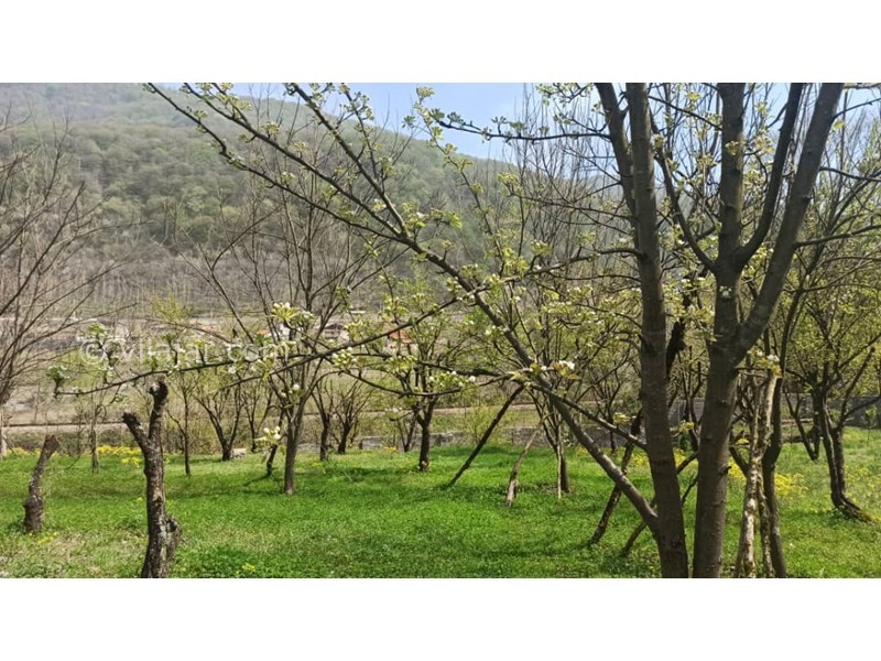 عکس شماره 766403 - اجاره ویلا جنگلی در سوادکوه زیراب - 