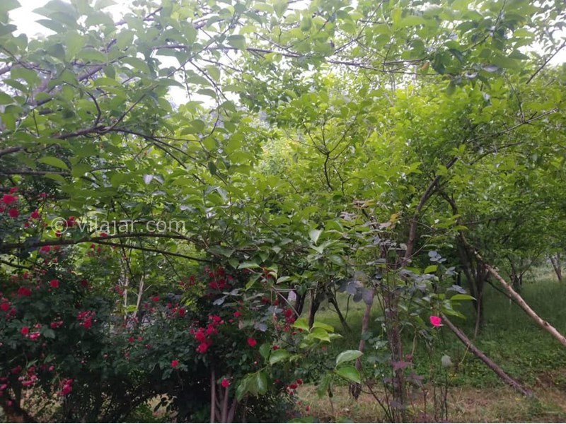 عکس شماره 766414 - اجاره ویلا جنگلی در سوادکوه زیراب - 