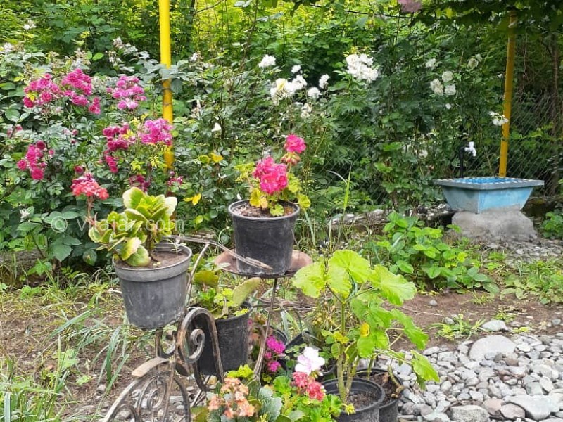 عکس شماره 767446 - اقامتگاه جنگلی در گردنه حیران - 