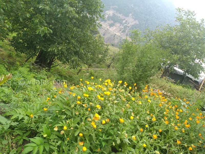 عکس شماره 769108 - اجاره کلبه جنگلی در لاویج نور - 