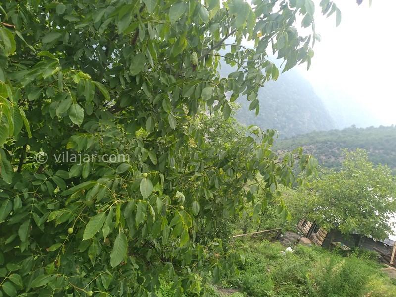 عکس شماره 769109 - اجاره کلبه جنگلی در لاویج نور - 