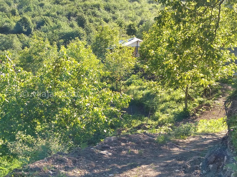 عکس شماره 769112 - اجاره کلبه جنگلی در لاویج نور - 