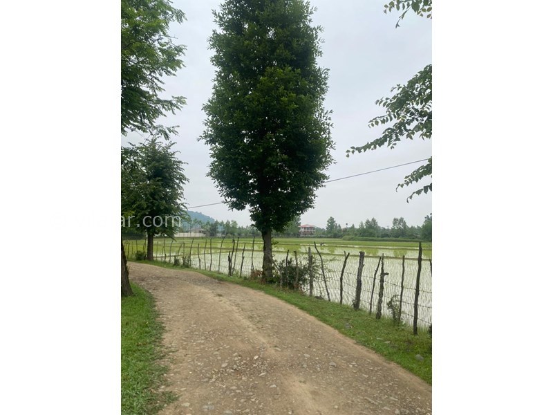 عکس شماره 769935 - ویلا با چشم انداز شالیزار نزدیک فومن - 