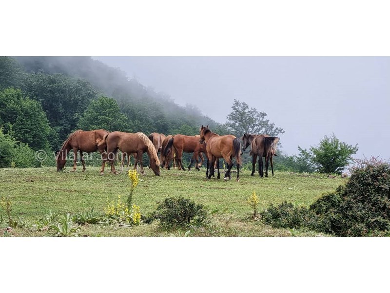 عکس شماره 770015 - اجاره ویلا سنتی جنگلی ییلاق تالش - 