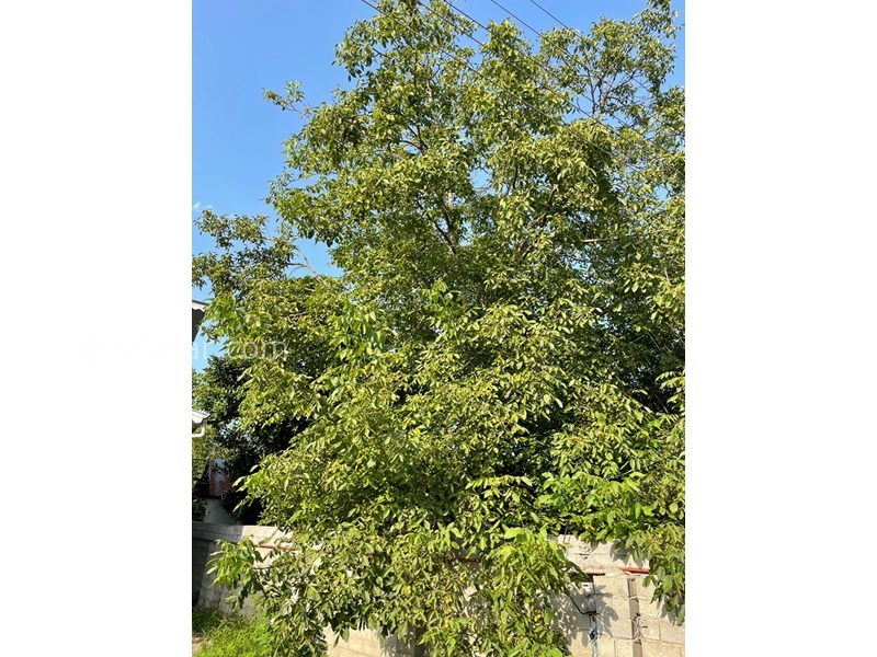 عکس شماره 770613 - اجاره ویلای ساحلی در تالش - 