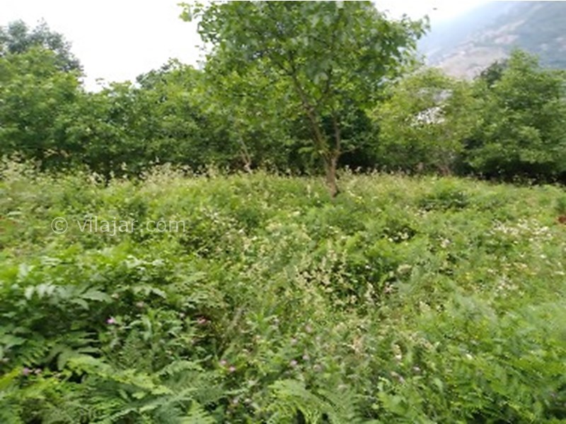 عکس شماره 770775 - اجاره کلبه جنگلی در لاویج -