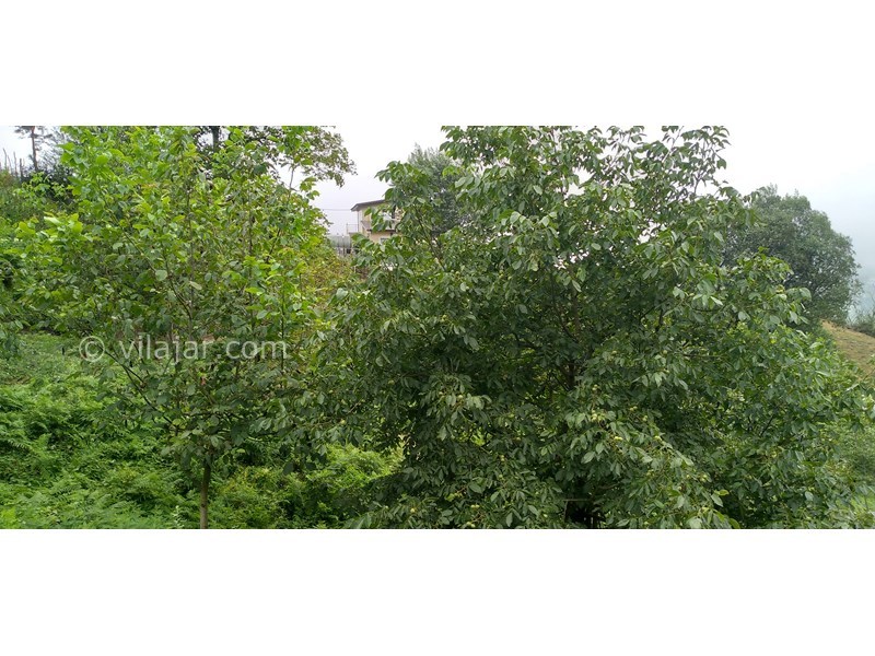 عکس شماره 771648 - اجاره کلبه جنگلی در لاویج -