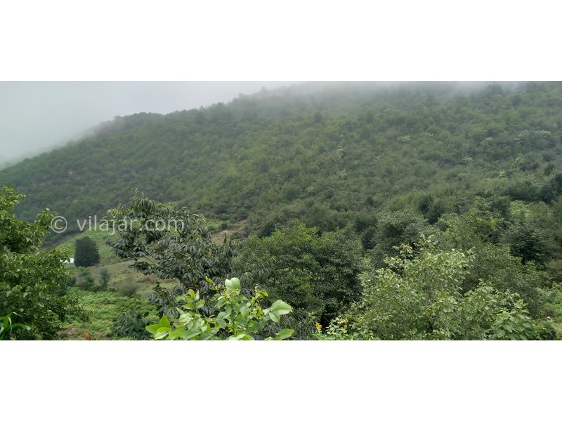 عکس شماره 771650 - اجاره کلبه جنگلی در لاویج -