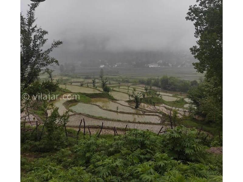 عکس شماره 775704 - اجاره اقامتگاه در ماسال - شالیزارهای طبقاتی روستا 