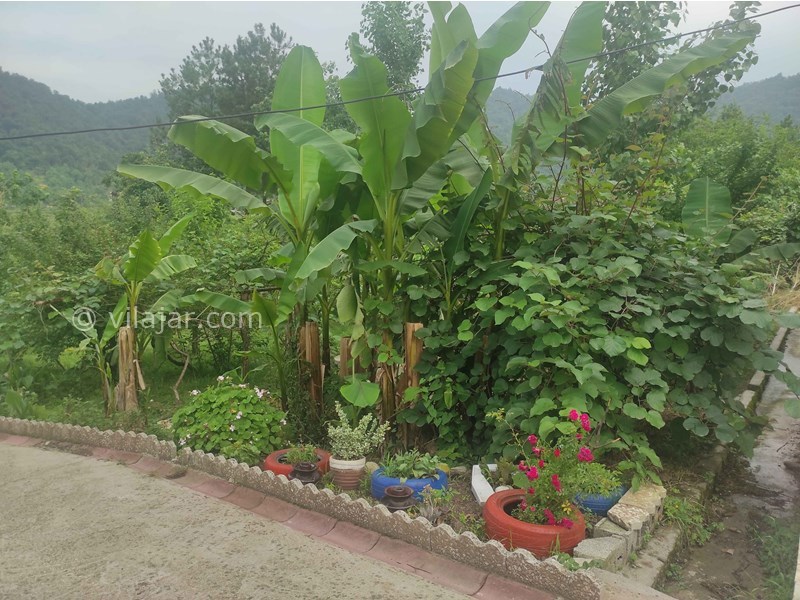 عکس شماره 775706 - اجاره اقامتگاه در ماسال - باغ و درخت موز و کیوی 