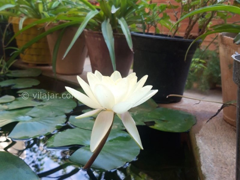 عکس شماره 775961 - اقامتگاه بومگردی ترنجستان شیراز - 