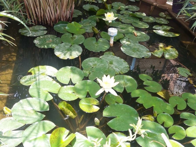 عکس شماره 775962 - اقامتگاه بومگردی ترنجستان شیراز - 