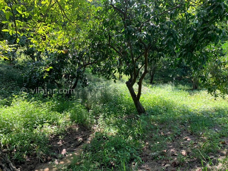 عکس شماره 777768 - اجاره خانه باغ در شیرگاه کاردگر کلا - 