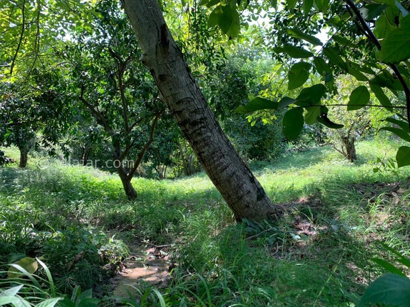 عکس شماره 777769 - اجاره خانه باغ در شیرگاه کاردگر کلا - 