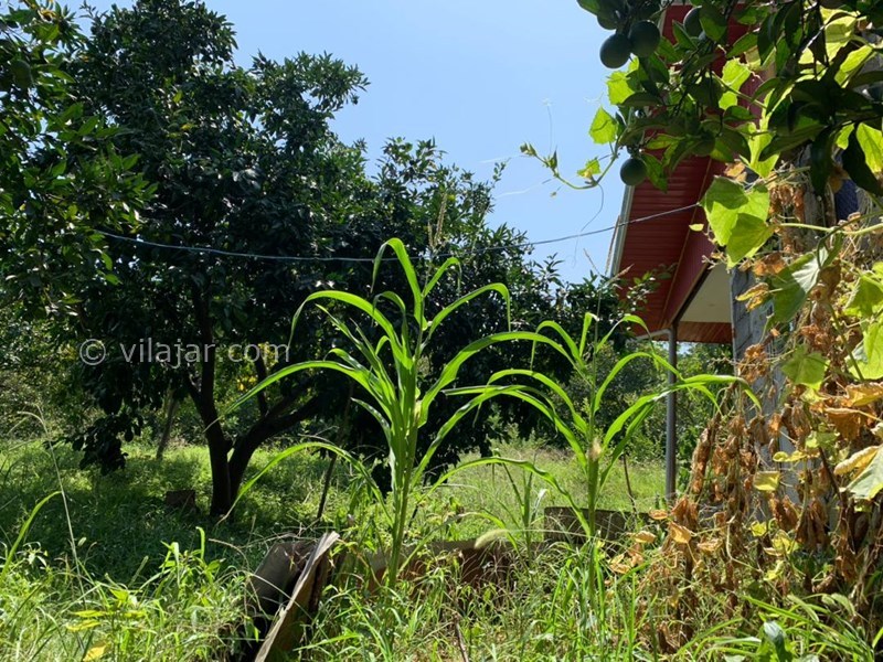 عکس شماره 777770 - اجاره خانه باغ در شیرگاه کاردگر کلا - 