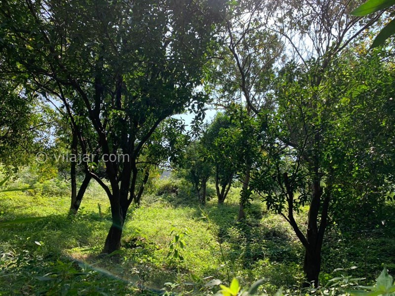 عکس شماره 777793 - اجاره خانه باغ در شیرگاه کاردگر کلا - 