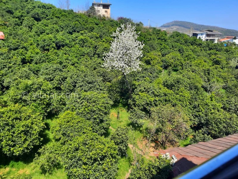 عکس شماره 778244 - اجاره اقامتگاه جنگلی مبله در رامسر - 