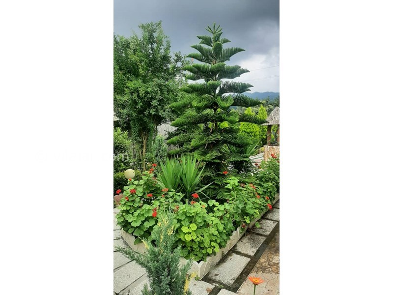 عکس شماره 779488 - ویلا تالش با استخر و منظره جنگل - 