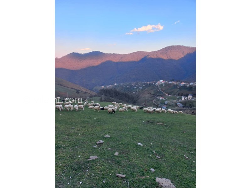 عکس شماره 779531 - اجاره ویلا در ییلاقات تالش - 