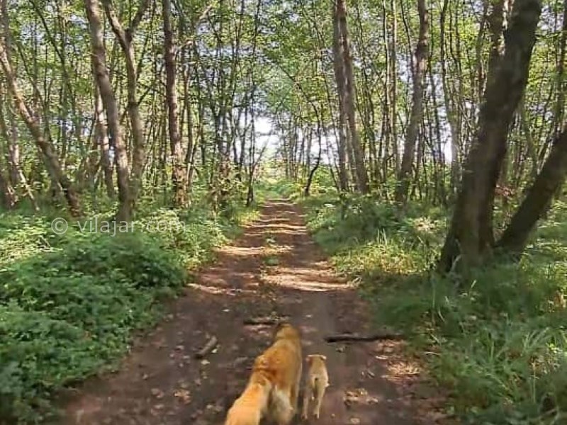 عکس شماره 780628 - اجاره ویلا خط ساحلی چمخاله - 