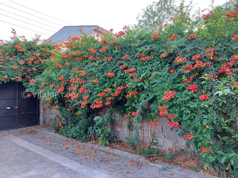 عکس شماره 781756 - اجاره خانه ویلایی در لاهیجان - 