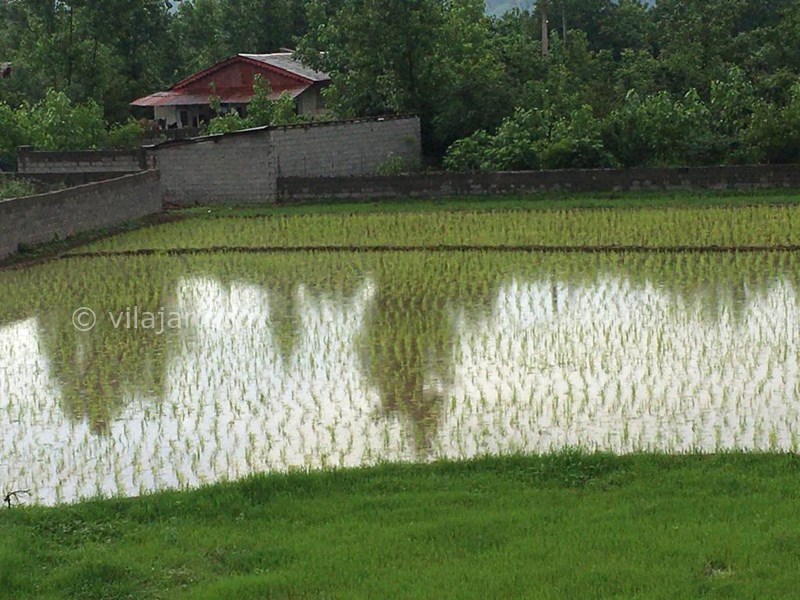 عکس شماره 783657 - اجاره ویلا جنگلی امامزاده هاشم گیلان -