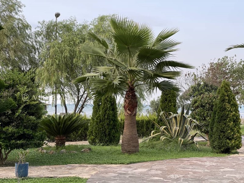 عکس شماره 784201 - ویلا با استخر لب دریا محمودآباد - 