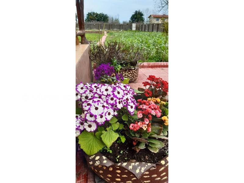 عکس شماره 784301 - اجاره کلبه چوبی در تالش - 