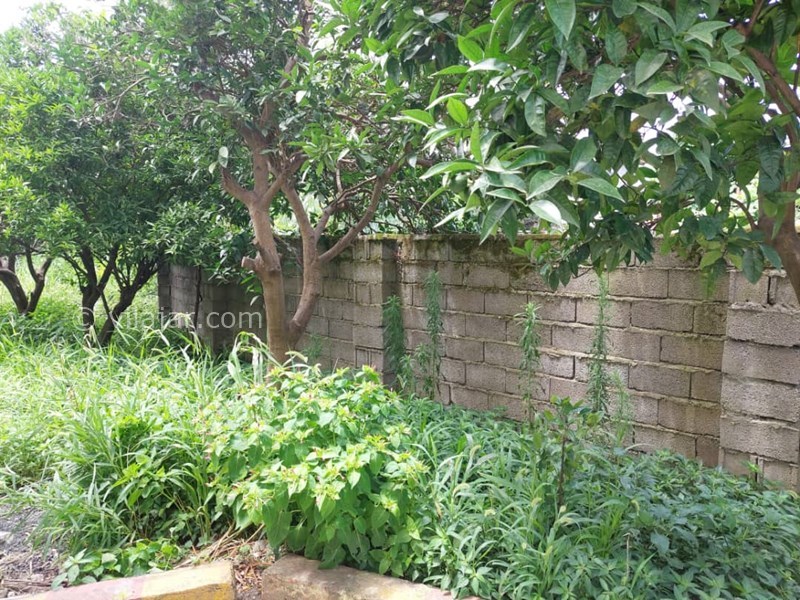 عکس شماره 784646 - اجاره ویلا ساحلی نزدیک رامسر - باغچه حیاط