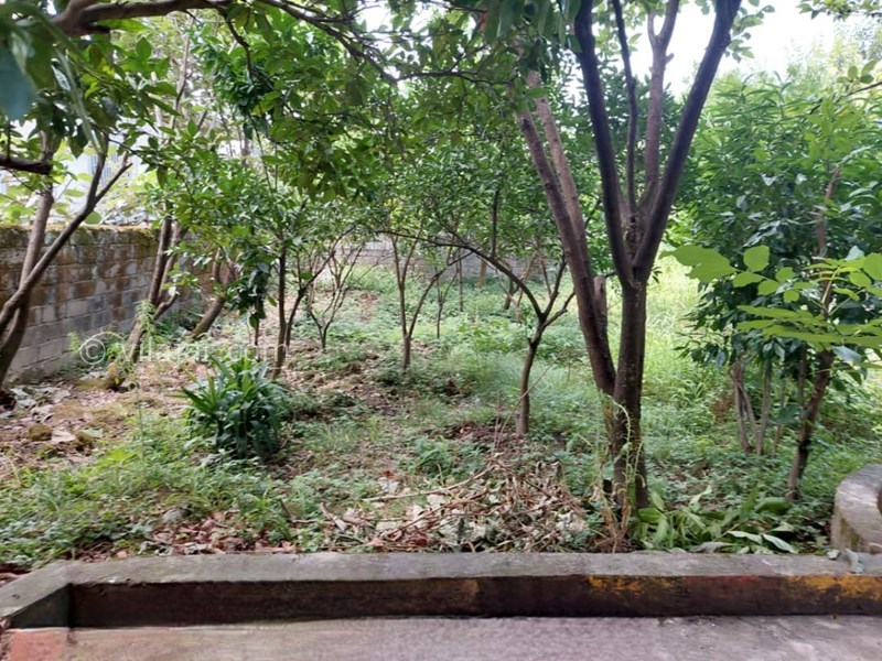 عکس شماره 784648 - اجاره ویلا ساحلی نزدیک رامسر - حیاط