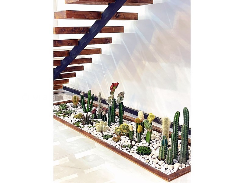 عکس شماره 785341 - اجاره ویلا با 2 استخر و جکوزی ایزدشهر - گونه‌های متنوع کاکتوس های پیوندی