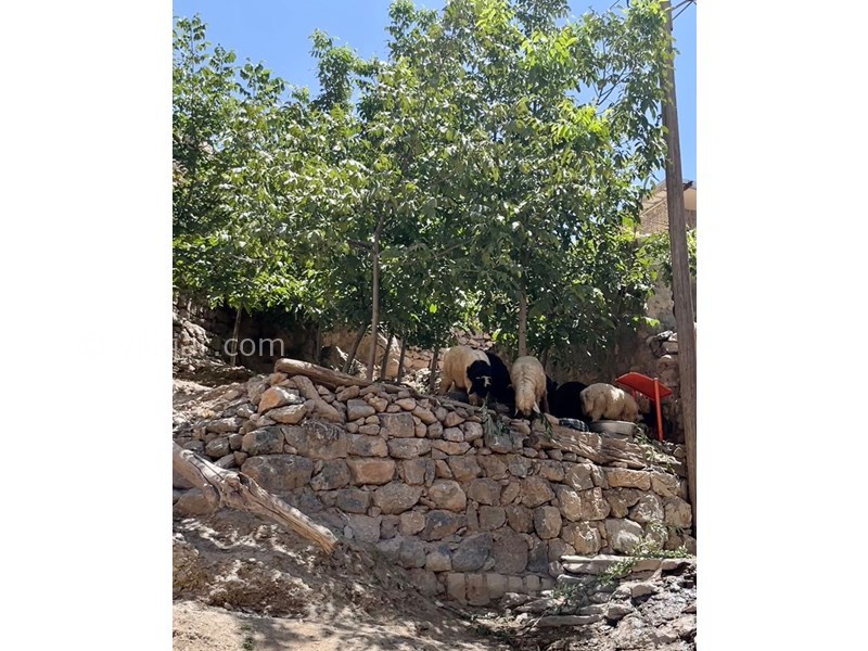 عکس شماره 786182 - اقامتگاه بومگردی سرآقاسید کوهرنگ -