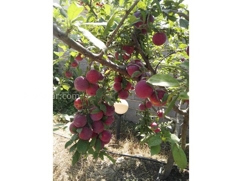 عکس شماره 787248 - اقامتگاه بومگردی صفا رامیان گلستان -