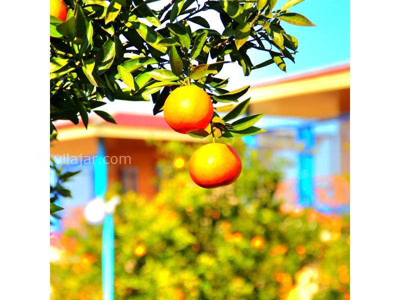 عکس شماره 794481 - اقامتگاه بوم گردی کیمه در سوادکوه - 