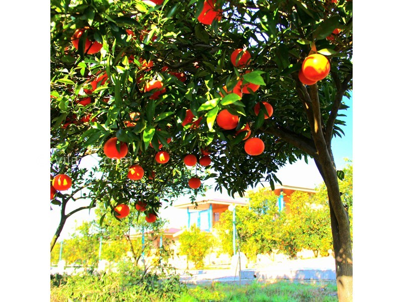 عکس شماره 794483 - اقامتگاه بوم گردی کیمه در سوادکوه - 