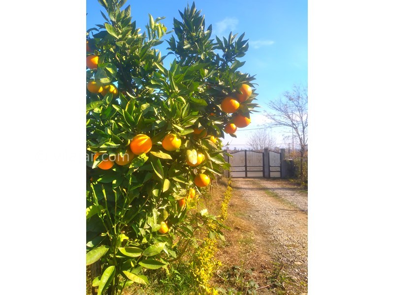 عکس شماره 797118 - اجاره ویلا در تالش لیسار - 