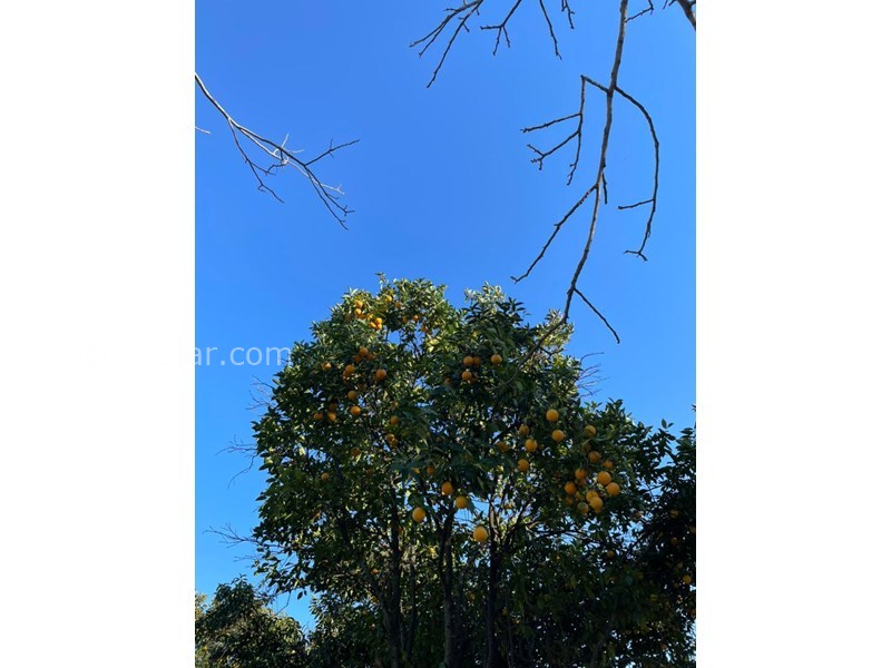 عکس شماره 799431 - اجاره کلبه سوییسی چوبی شاندرمن - 